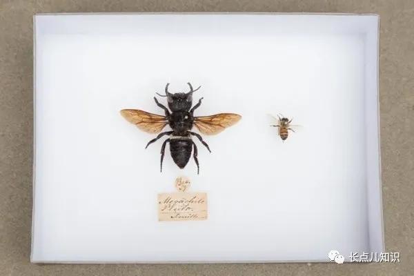 世界上最大的一窝蜜蜂（世界上体型最大的蜜蜂）(5)