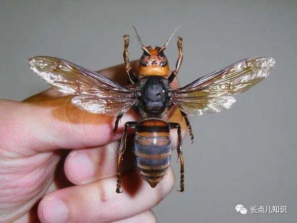 世界上最大的一窝蜜蜂（世界上体型最大的蜜蜂）(3)