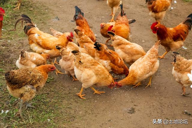 林下养殖鸡的利润（致富新项目林地散养鸡）(1)