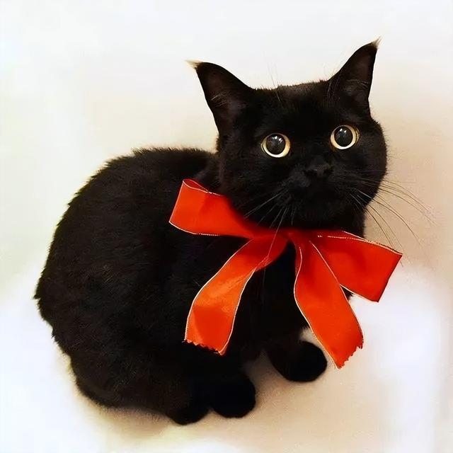 黑猫为什么不能养（为什么越来越少人养）(1)