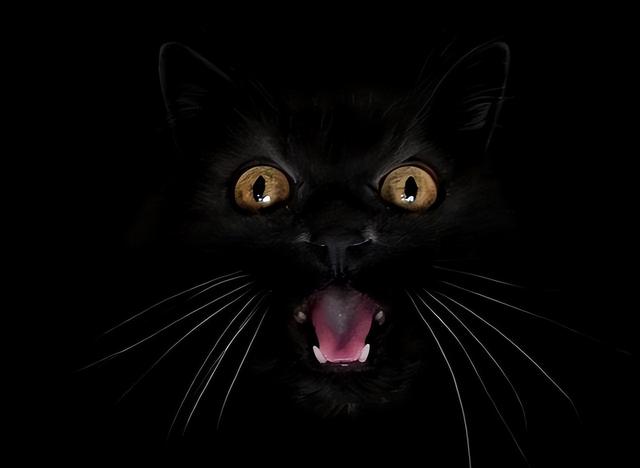 黑猫为什么不能养（为什么越来越少人养）(6)
