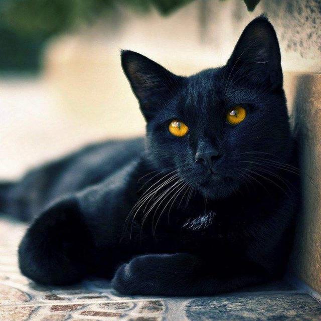 黑猫为什么不能养（为什么越来越少人养）(4)